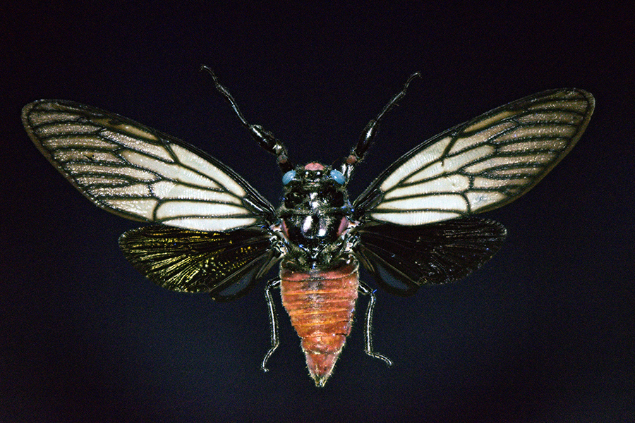 T_splendida